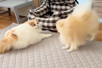 いつも優しい猫を『犬がわざと驚かせた』結果→さすがに怒って、猫パンチを…微笑ましすぎる光景に反響「喧嘩しても仲良し」「兄弟愛を感じる」