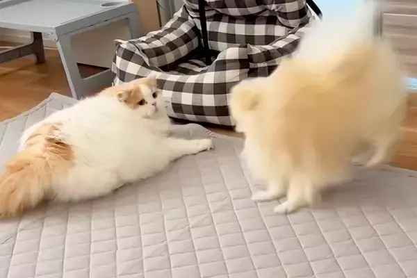 いつも優しい猫を『犬がわざと驚かせた』結果→さすがに怒って、猫パンチを…微笑ましすぎる光景に反響「喧嘩しても仲良し」「兄弟愛を感じる」