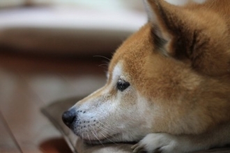 犬の『気分が沈んでいる』ときにみせるサイン５選　落ち込んでしまう主な要因や元気にさせる方法まで