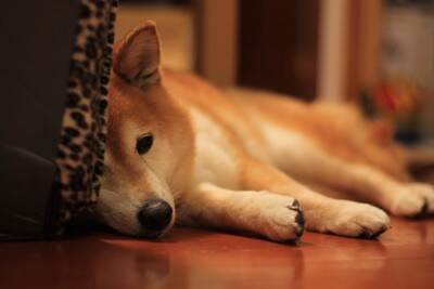 犬の『気分が沈んでいる』ときにみせるサイン５選　落ち込んでしまう主な要因や元気にさせる方法まで