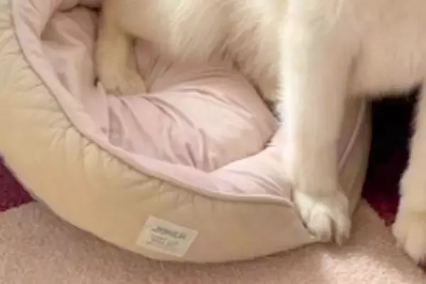 猫のために買った『小さなベッド』→なぜか大型犬が気に入って…サイズ感がバグっている『まさかの光景』が15万再生「爆笑ｗ」「傾いてて草」
