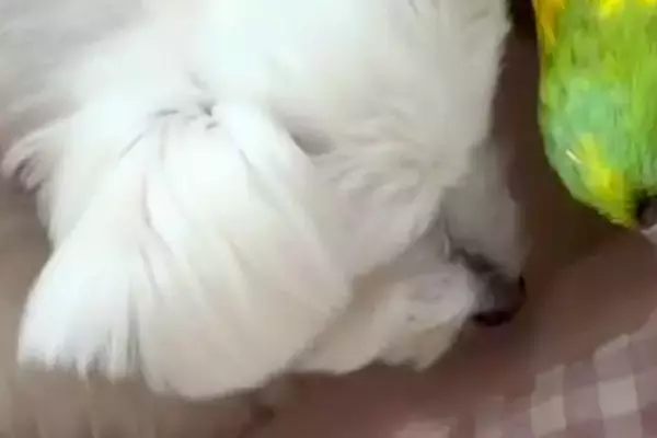 昭和46年から生きている『55歳のインコ』と、犬がじゃれあった結果…愛おしい光景が53万再生「孫とおじいちゃんｗ」「私と同い年ですごい」