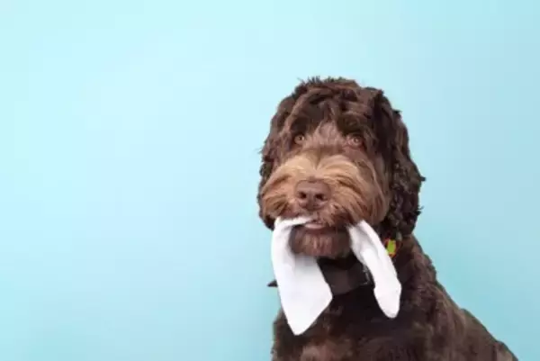 愛犬が『靴下』を離してくれない…！返してもらう４つの方法とやるべきではないこと