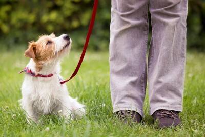 『好かれやすい犬』がよくする行動4つ　愛され上手な性格にするために心がけたいこと