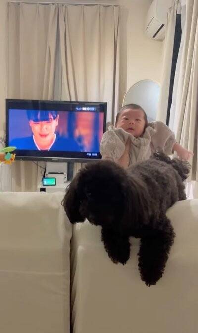 生まれたばかりの赤ちゃんと犬の初対面→思った以上に『大興奮しているご挨拶』に「興味津々で可愛い」「素敵な光景で感動」と絶賛の声