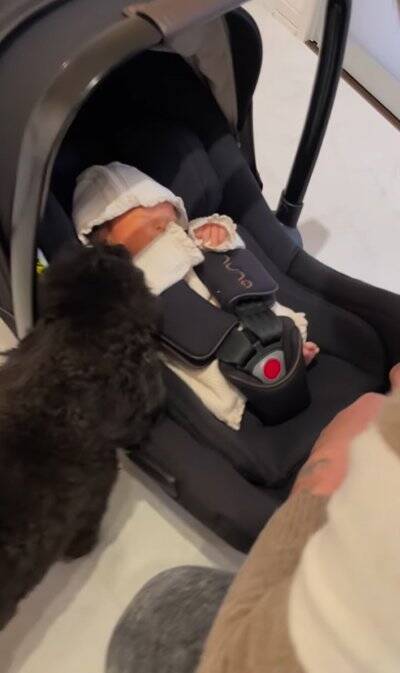 生まれたばかりの赤ちゃんと犬の初対面→思った以上に『大興奮しているご挨拶』に「興味津々で可愛い」「素敵な光景で感動」と絶賛の声