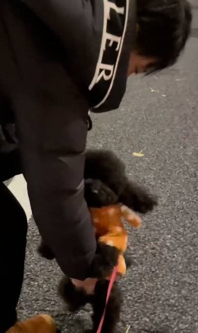 生まれたばかりの赤ちゃんと犬の初対面→思った以上に『大興奮しているご挨拶』に「興味津々で可愛い」「素敵な光景で感動」と絶賛の声