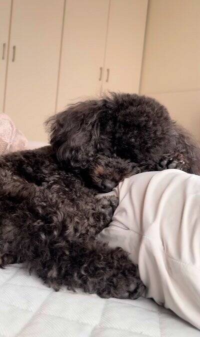 生まれたばかりの赤ちゃんと犬の初対面→思った以上に『大興奮しているご挨拶』に「興味津々で可愛い」「素敵な光景で感動」と絶賛の声