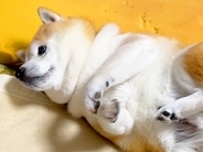 『寝返りを打った犬』がお布団の間に挟まってしまい…身動きが取れない時に見せた『リアクション』が5万再生「無防備で好き」「無為自然」