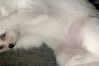 生まれて100日しか経っていないのに…赤ちゃん犬がみせた『まさかの姿勢』が284万表示の反響「猫ミームで草」「やってもうた感ｗｗ」と爆笑