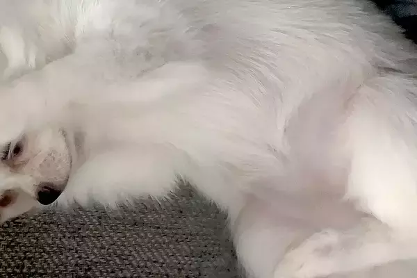 生まれて100日しか経っていないのに…赤ちゃん犬がみせた『まさかの姿勢』が284万表示の反響「猫ミームで草」「やってもうた感ｗｗ」と爆笑