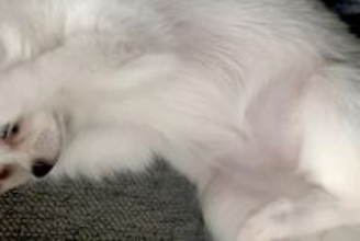 生まれて100日しか経っていないのに…赤ちゃん犬がみせた『まさかの姿勢』が284万表示の反響「猫ミームで草」「やってもうた感ｗｗ」と爆笑