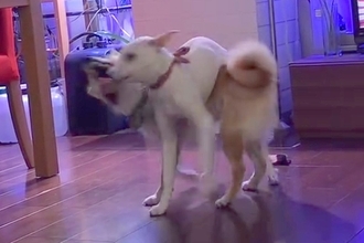 椅子の脚カバーを取り合う2匹の犬→1匹が体の上に乗ってしまい…コントのような『まさかの展開』に爆笑「メリーゴーランドで草」「笑うｗｗ」