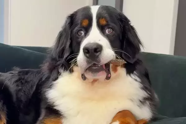 超大型犬が初めて『ジャーキー』を貰った結果→食べ方がわからなくて…あまりにも愛おしい光景に爆笑「困惑してるｗ」「マイペースで可愛い」