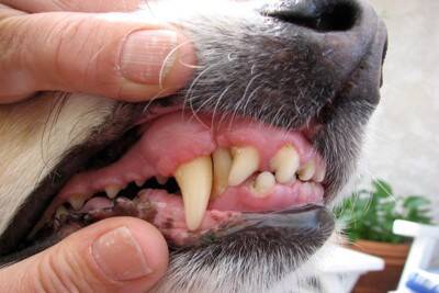 犬の『口腔内トラブル』を引き起こすNG行為4選　危険な症状や対処法まで