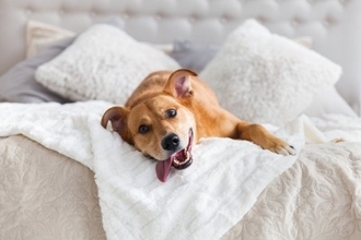 犬が『ふかふかしたところ』を好むワケ4つ　愛犬が快適だと感じる寝床づくりのコツまで