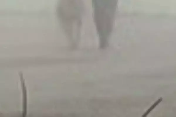 『出会ってはいけない…』超大型犬と散歩する女性→濃霧に包まれてしまい…まさかの『ホラーのような一枚』に8万いいね「サイレントヒルで草」