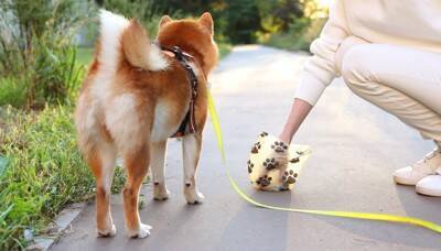 犬が『急に走り出す』心理6選　突然部屋を猛ダッシュするのはなぜ？やめさせなくて大丈夫？