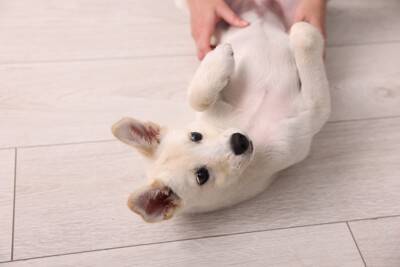 犬が『急に走り出す』心理6選　突然部屋を猛ダッシュするのはなぜ？やめさせなくて大丈夫？