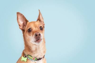 愛犬を『誘拐』から守るにはどうしたらいいの？飼い主が日常生活で徹底すべきことや防犯対策まで
