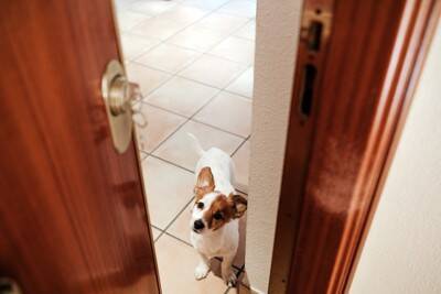 愛犬を『誘拐』から守るにはどうしたらいいの？飼い主が日常生活で徹底すべきことや防犯対策まで