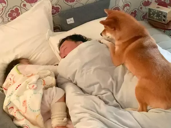 寝坊しているパパ→なかなか起きないので『2歳の女の子と犬』が…大胆過ぎる『起こし方』が39万再生「特等席だね」「素晴らしい圧ｗ」と反響