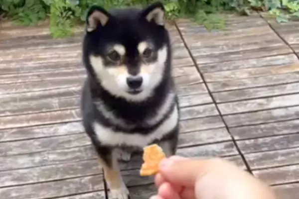 犬におやつをあげようとしたら…おっちょこちょいな『天然すぎる光景』が79万再生「可愛すぎて泣きそう」「最後まで回りきれてないｗｗｗ」