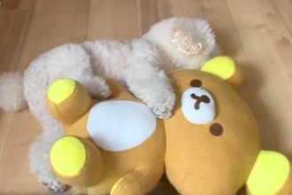 ぬいぐるみがないと寝れなかった犬→赤ちゃんが家にきたら…『まさかの光景』が尊すぎると45万再生「絵に描いたような幸せ」「可愛くて涙出た」