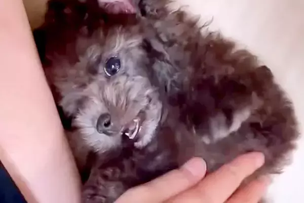 『黒っぽい毛をした子犬を飼った』と思ったら…予想の上をいく『3年後の現在』が114万再生「こんなに色が変わるんだ」「とっても神秘的」