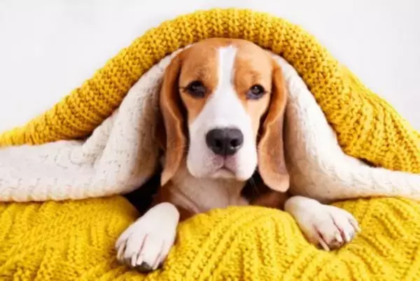 犬は冬でも『熱中症』になるって本当？主な原因や飼い主が必ず意識すべきことまで