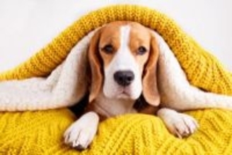 犬は冬でも『熱中症』になるって本当？主な原因や飼い主が必ず意識すべきことまで