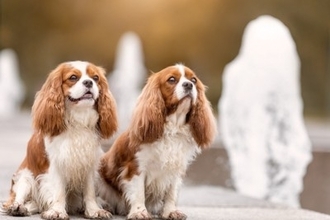 愛犬のアトピー治療薬「アポキル」効果を左右する要因とは？85頭の治療結果から判明した「重要なポイント」に注目【獣医師が解説】