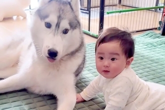 赤ちゃんのことが好きすぎる大型犬→まるで会話しているようで…『本当の兄弟のような光景』が尊すぎると327万再生「優しい目」「可愛い世界」