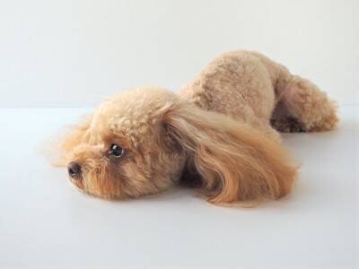 犬の『あくびが増える』危険な病気５選　今すぐに病院へ連れて行くべき症状とは？