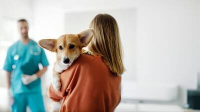 犬の『あくびが増える』危険な病気５選　今すぐに病院へ連れて行くべき症状とは？