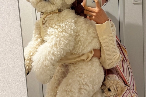 『小型犬を飼ったはずが…』思った以上に成長した結果→目を疑う『衝撃の光景』に6万いいね「でっかいぬいぐるみかとｗｗ」「もはや大型犬で草」