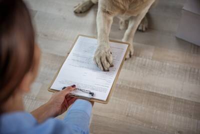 夫婦が離婚した場合、飼っている犬はどうなる？飼育権は誰のものになるの？