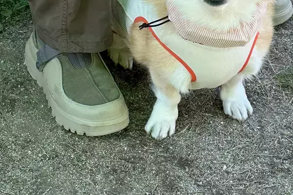 ドッグランに出かけた犬→入ってすぐに…誰も予想できなかった『まさかの勘違い』が13万表示「知らない人を見る顔してて草」「可愛すぎる」