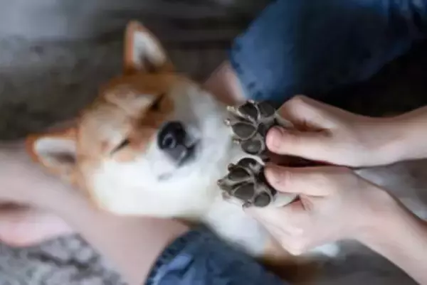 犬の『肉球』にしてはいけないタブー行為5選　トラブルを防ぐための正しいケア方法とは？