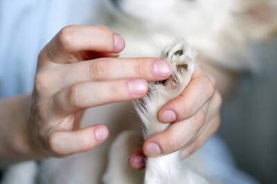犬の『肉球』にしてはいけないタブー行為5選　トラブルを防ぐための正しいケア方法とは？