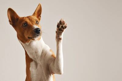 犬の『肉球』にしてはいけないタブー行為5選　トラブルを防ぐための正しいケア方法とは？