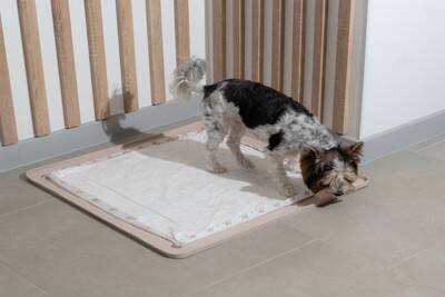 犬の『ウンチが散らばってしまう』理由3つ　適切な場所で排泄してもらうための対処法とは？