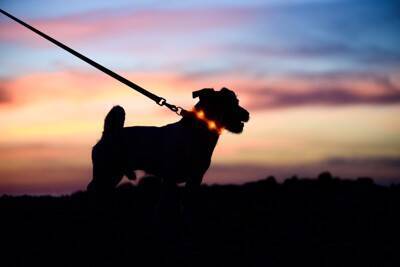 犬の『夜の散歩』絶対NG行為4つ　知らないと危険？夜散歩のリスクや安全対策