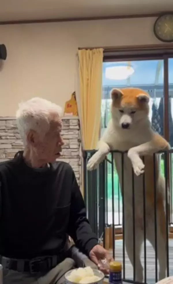 おじいちゃんが食事をとっていたら、秋田犬が…まさかの『どつき』が衝撃的すぎると1100万再生「大御所感すごいｗｗ」「完全に舐めてて草」