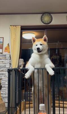 おじいちゃんが食事をとっていたら、秋田犬が…まさかの『どつき』が衝撃的すぎると1100万再生「大御所感すごいｗｗ」「完全に舐めてて草」