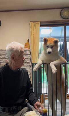 おじいちゃんが食事をとっていたら、秋田犬が…まさかの『どつき』が衝撃的すぎると1100万再生「大御所感すごいｗｗ」「完全に舐めてて草」
