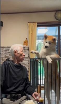 おじいちゃんが食事をとっていたら、秋田犬が…まさかの『どつき』が衝撃的すぎると1100万再生「大御所感すごいｗｗ」「完全に舐めてて草」