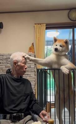 おじいちゃんが食事をとっていたら、秋田犬が…まさかの『どつき』が衝撃的すぎると1100万再生「大御所感すごいｗｗ」「完全に舐めてて草」