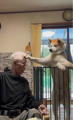 おじいちゃんが食事をとっていたら、秋田犬が…まさかの『どつき』が衝撃的すぎると1100万再生「大御所感すごいｗｗ」「完全に舐めてて草」