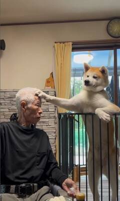 おじいちゃんが食事をとっていたら、秋田犬が…まさかの『どつき』が衝撃的すぎると1100万再生「大御所感すごいｗｗ」「完全に舐めてて草」
